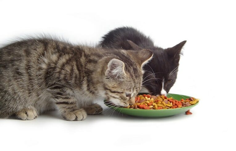 katter och mat